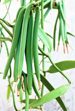 Załaduj obraz do przeglądarki galerii, Image 03: Tiki Solaire Monoi Tiki Vanille 60Ml