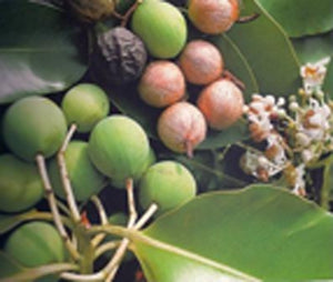 Image 04: Tiki Solaire Tiki Savon Tamanu 130 Gr